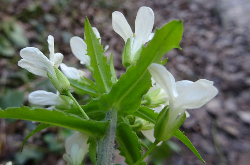 Arabis turrita - Brassicaceae